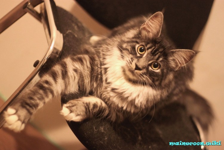 Мейн кун с сибирской метис