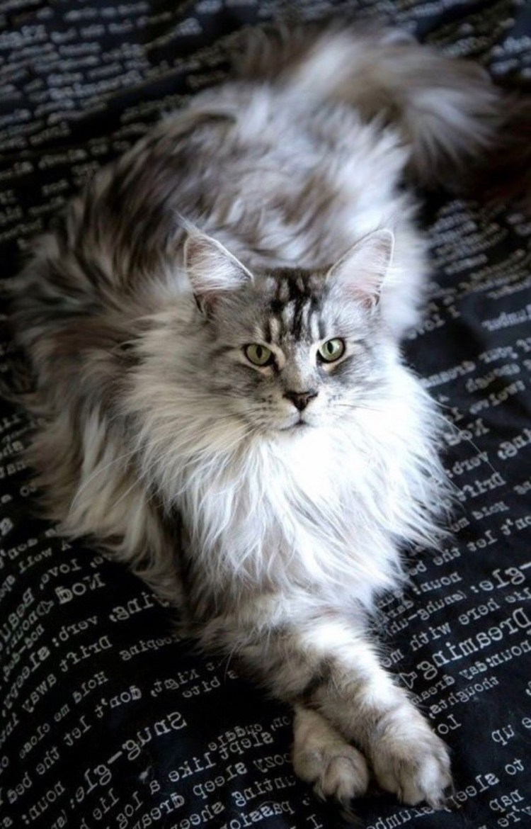 Манчкин и Мейн кун смесь