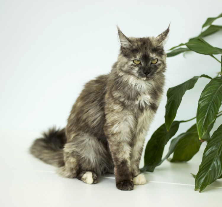 Смесь Мейн куна и сибирской