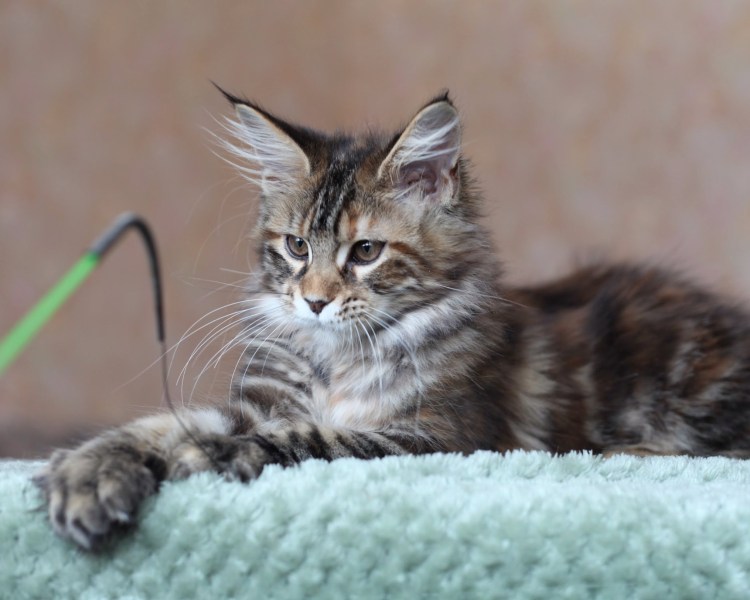 Мейн кун и Сибирская кошка