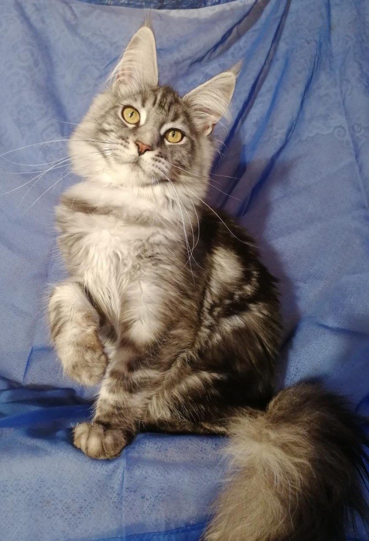 Мейн кун метис