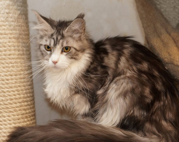 Гибрид Мейн куна и сибирской