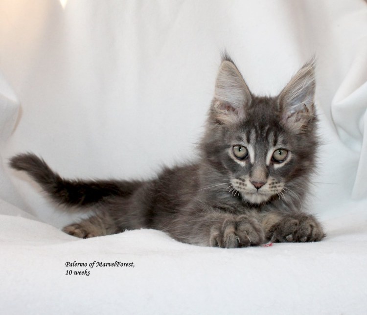 Котята метисы Мейн куна