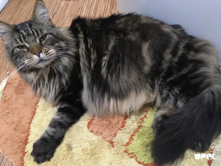 Мейн кун и Сибирская кошка