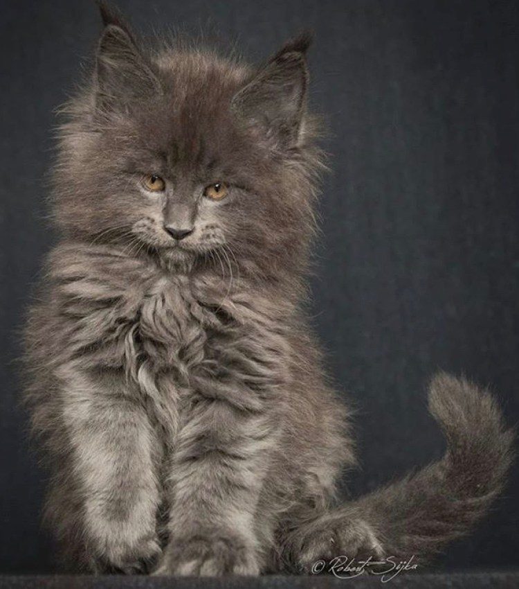 Мейнкун кошечка чёрная метис