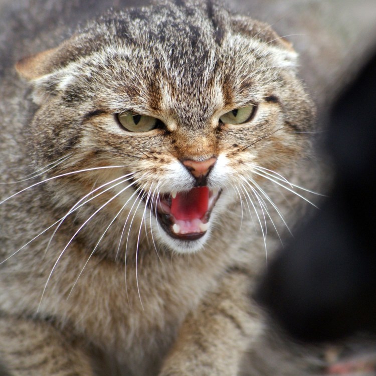 Недовольные коты