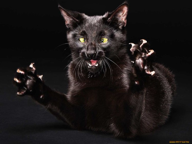 Сердитый кот Коюки