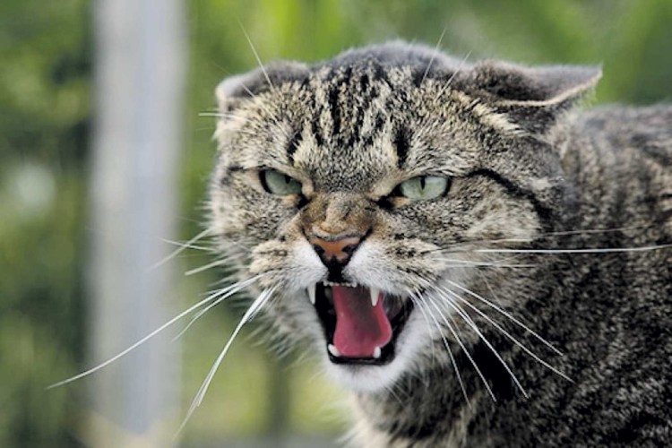 Напыщенный Альберт