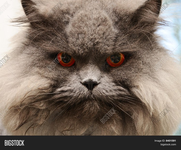 Пьяный кот мяукает