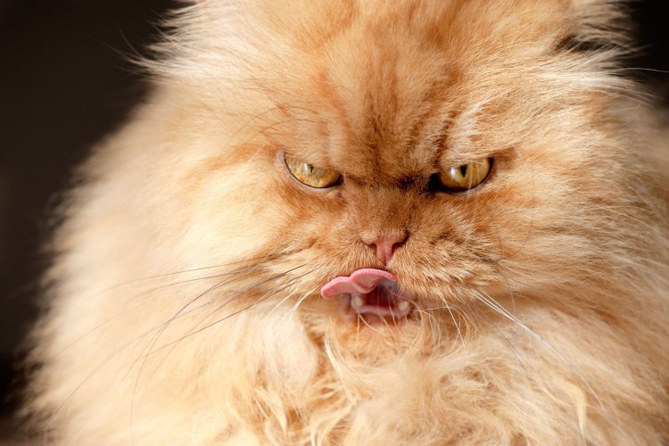 Серьезный кот