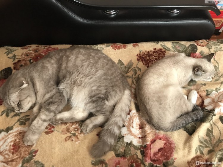 Метис шотландской кошки