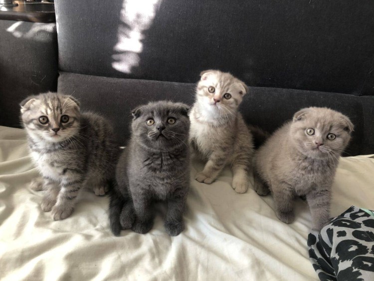 Британская вислоухая метис