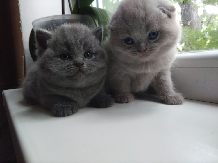 Камышовая вислоухая кошка фото