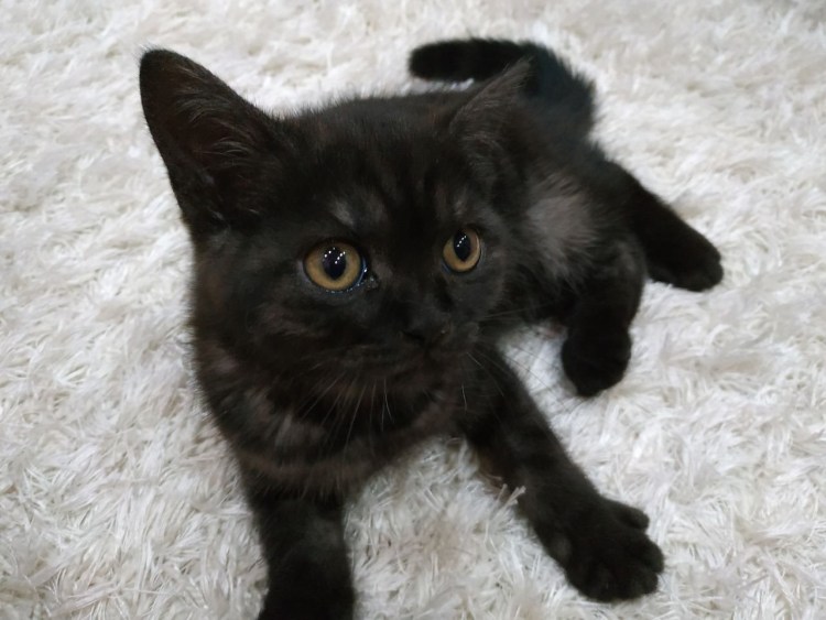 Котенок британец помесь