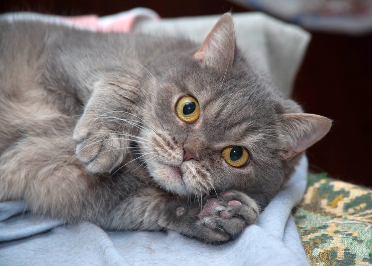 Метис шотландской кошки и дворового кота