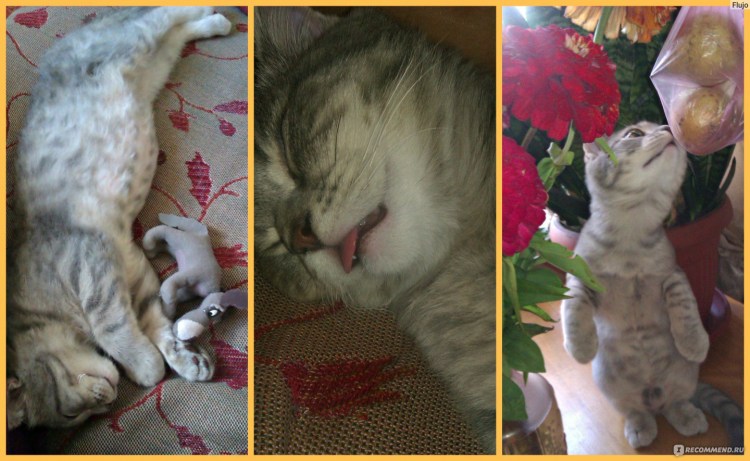 Помесь перса и шотландца