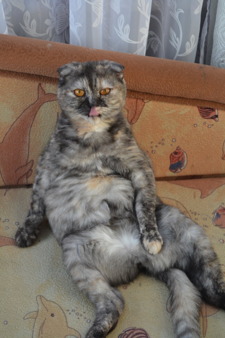 Метис экзота и британца