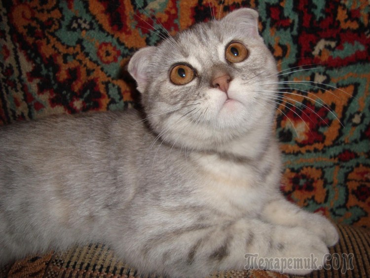 Смесь британца и шотландца