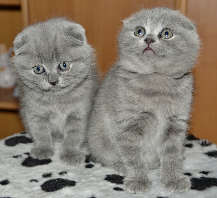 Метис британца и шотландца