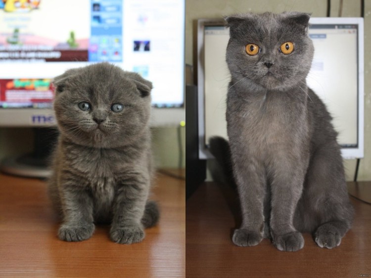 Шотландец кот прямоухий метис