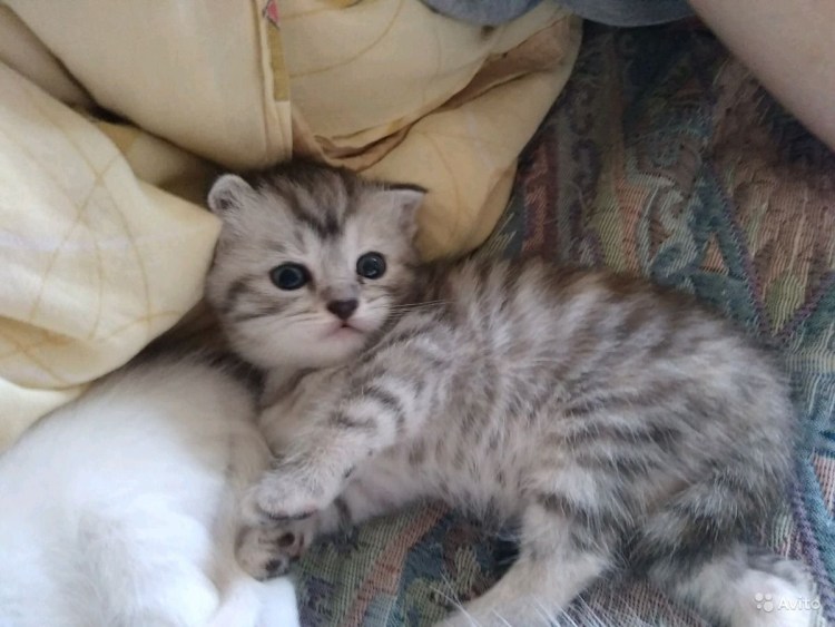Британская кошка котенок