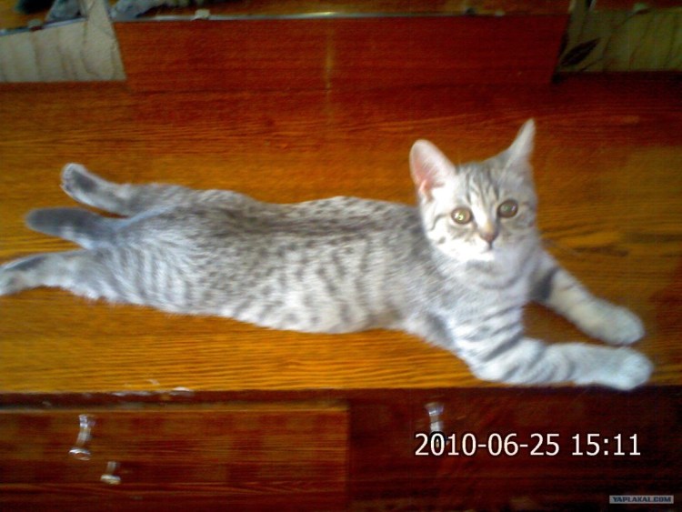 Кот шотландец метис