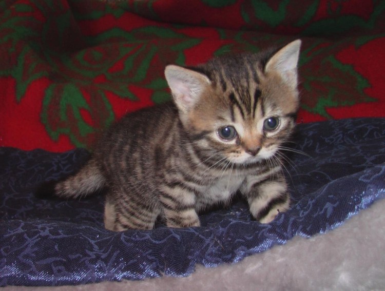 Шотландская прямоухая котенок полукровка