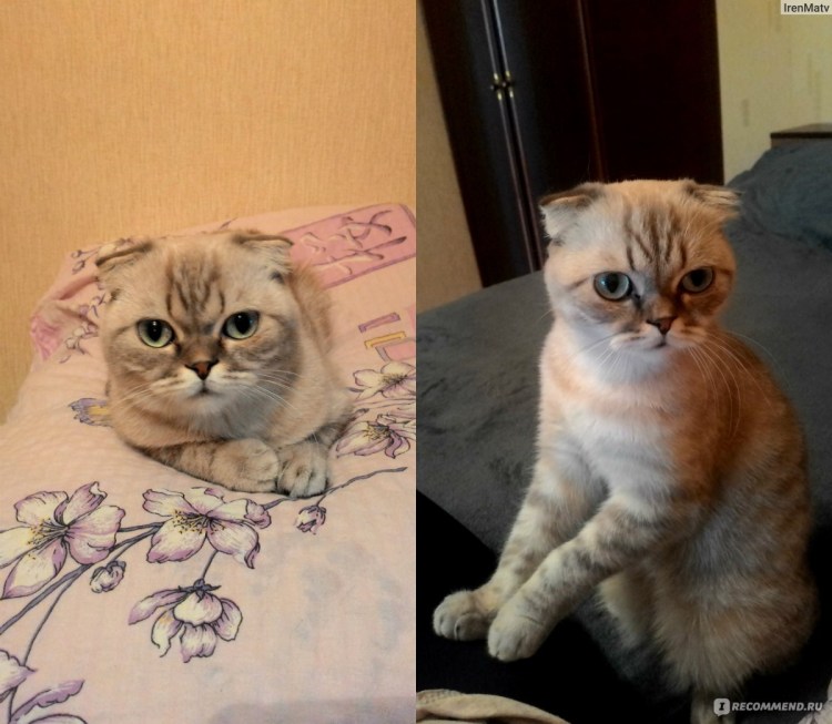 Смесь британской и шотландской