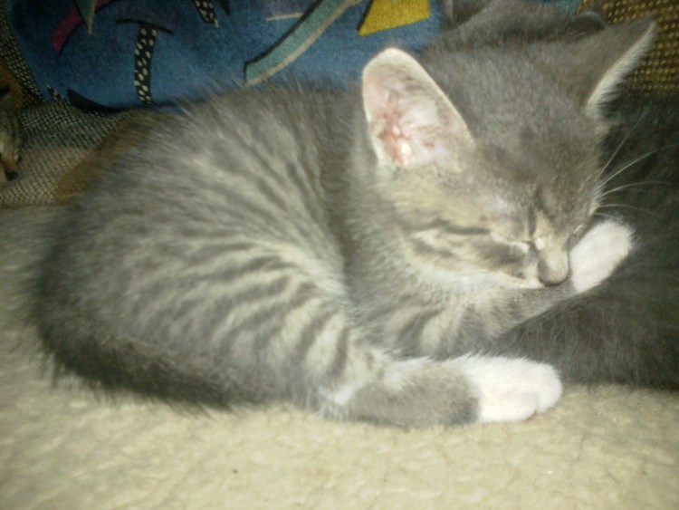 Помесь шотландской вислоухой