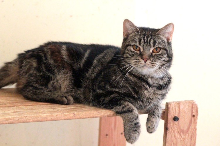 Смесь Мейн куна и британца