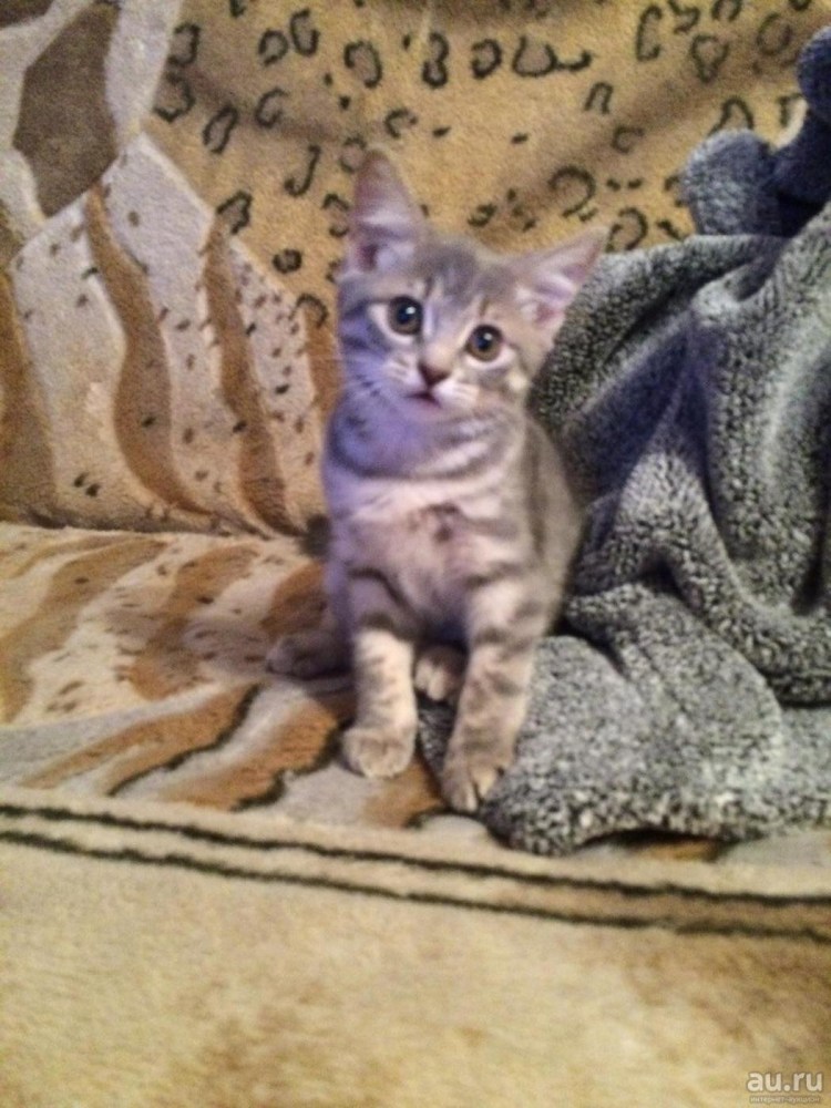 Смесь британца и обычной