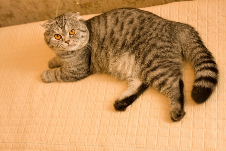 Британские короткошерстные котята Новорожденные