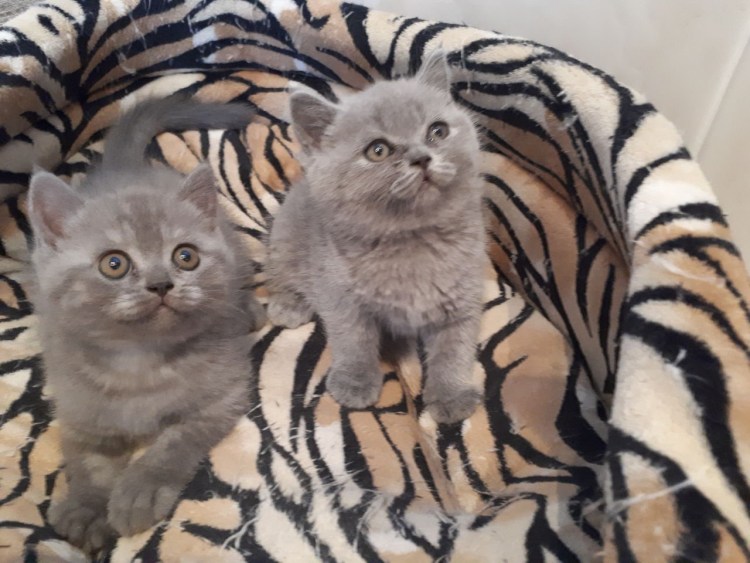 Шотландский черный кот метис