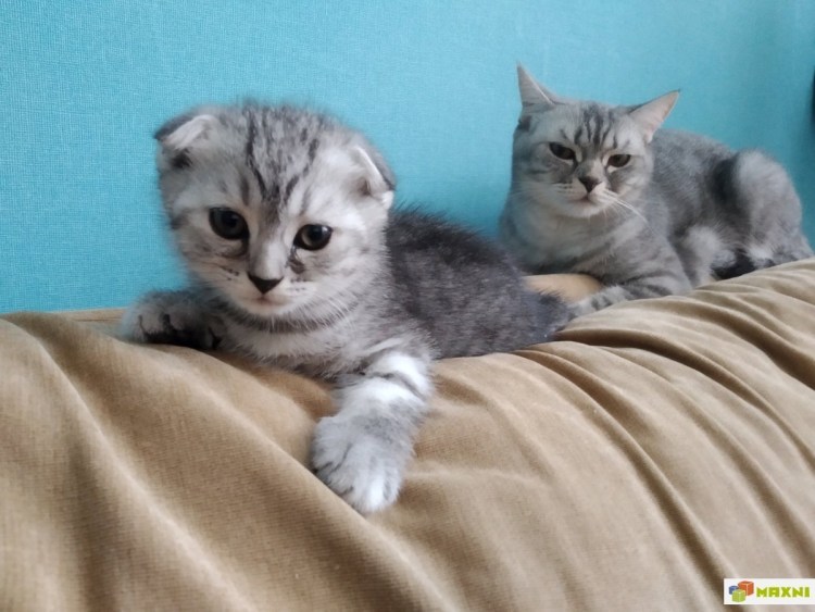 Шотландская вислоухая кошка смесь