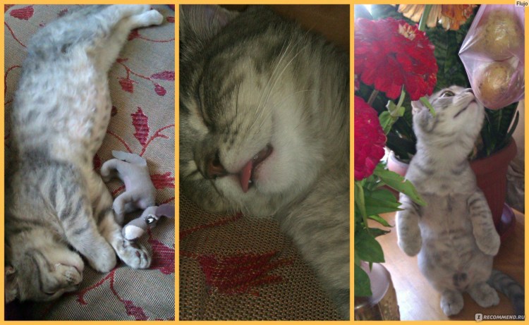 Вислоухие шотландцы мраморный скоттиш страйт