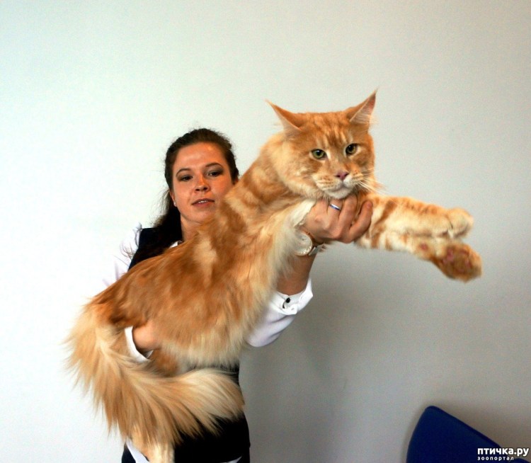 Мейн кун 35 кг