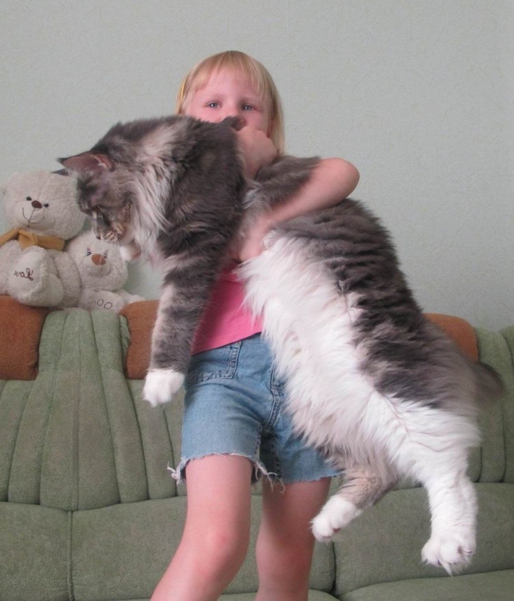 Марина Фомичева Мейн кун