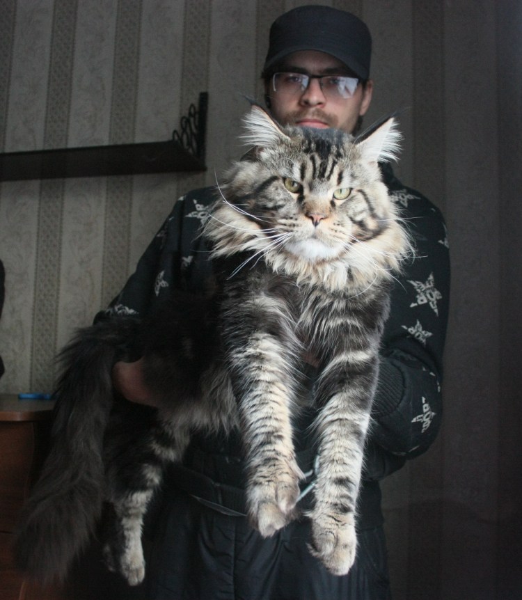 Мейн кун 60 кг