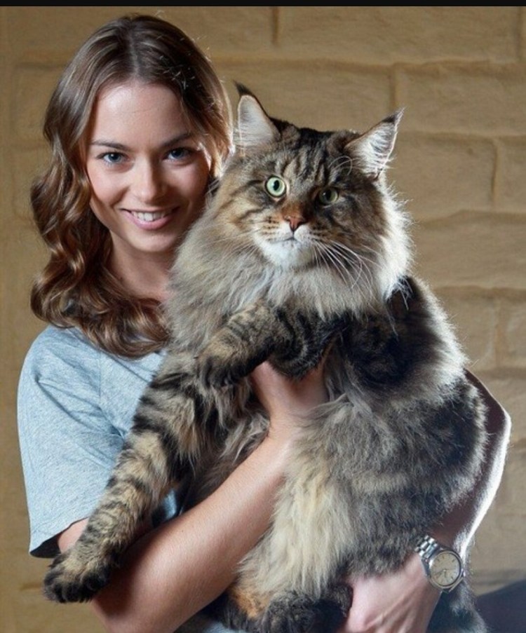 Мейн кун великан