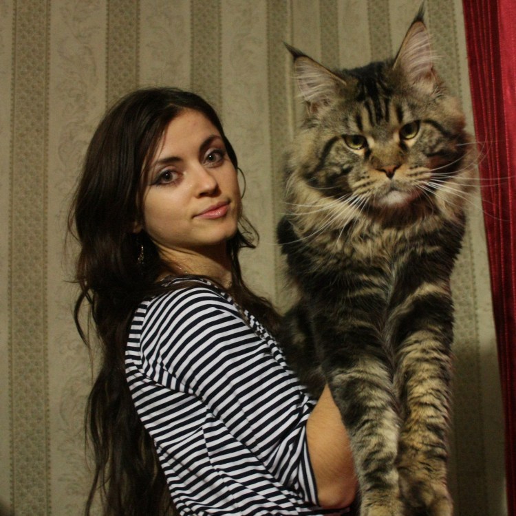 Мейн кун 60 кг