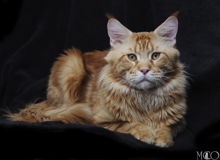 Саванна и Мейн кун