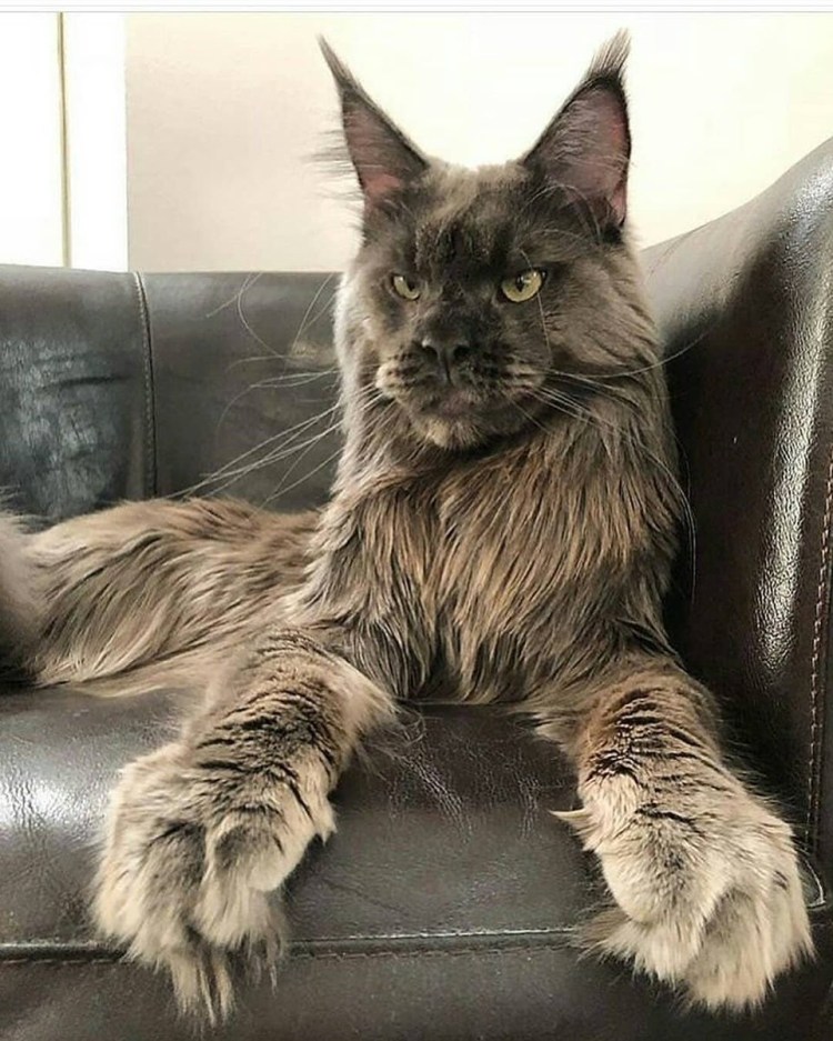 Кот Мейн кун с хозяином