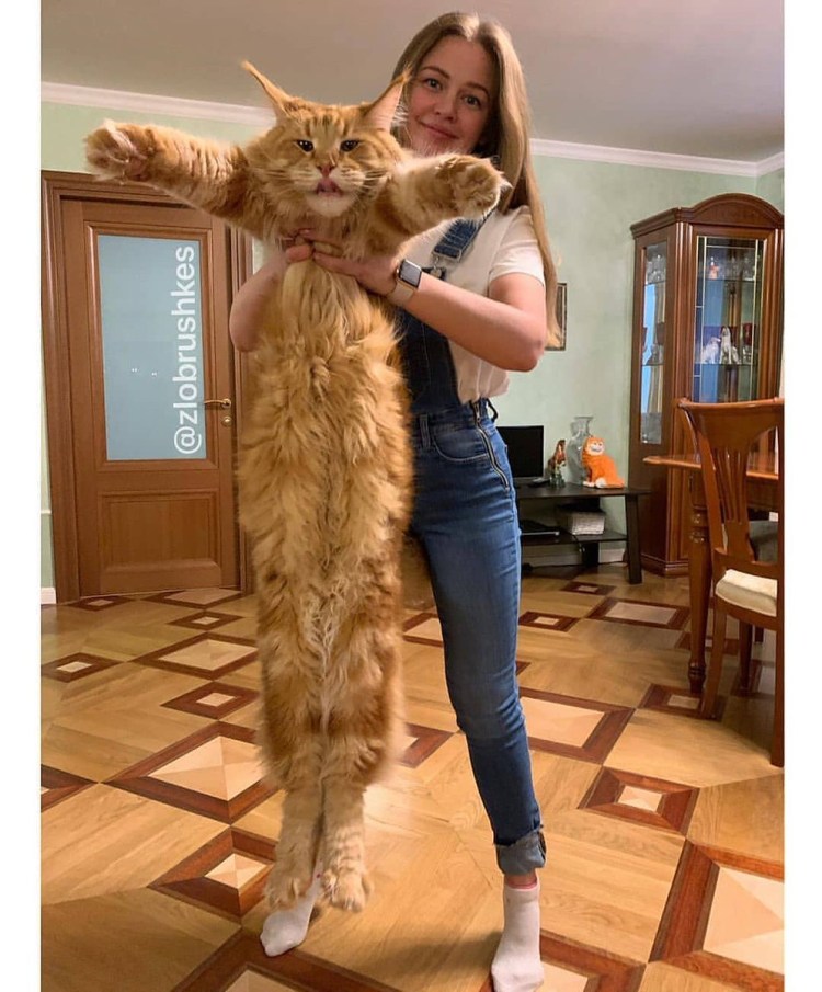 Крупные коты Мейн кун