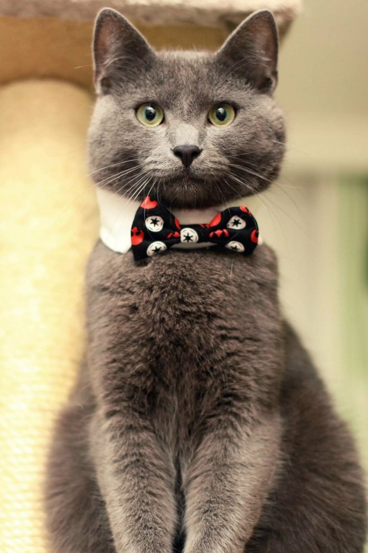 Кот Василий