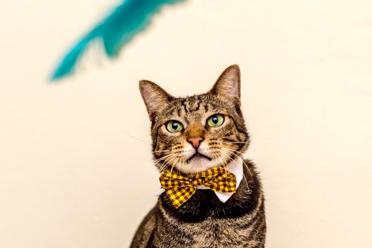 Сот в галстуке бобочке