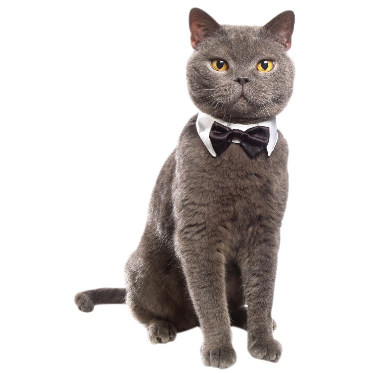 Кот в пиджаке и галстуке