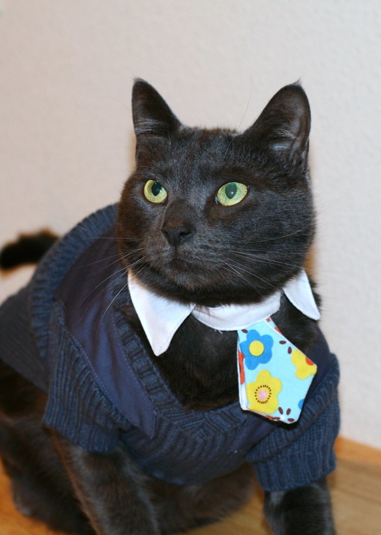 Кот в костюме