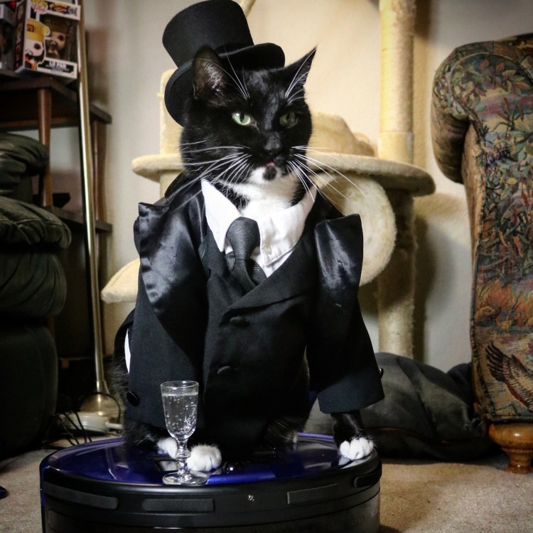 Кот в пиджаке