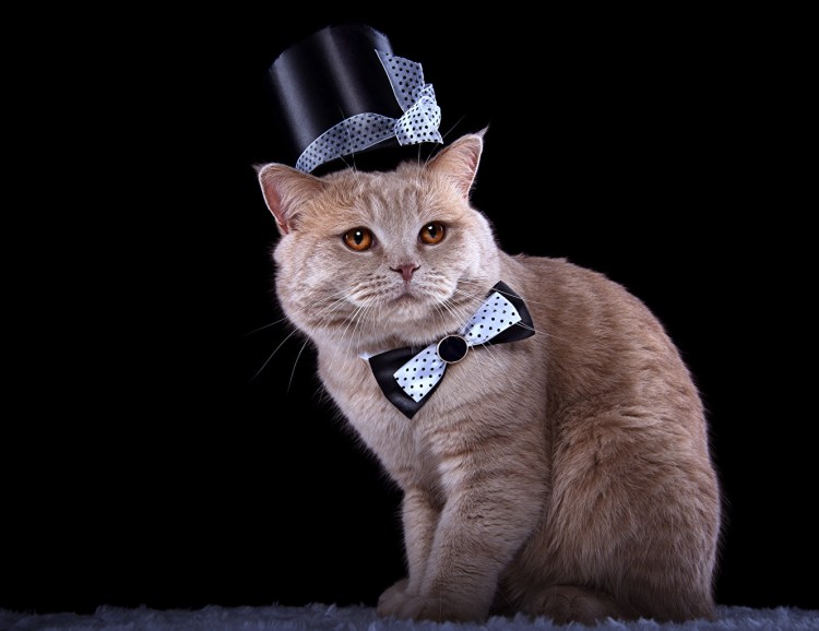 Кот в костюме