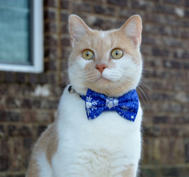 Никас Сафронов картины коты